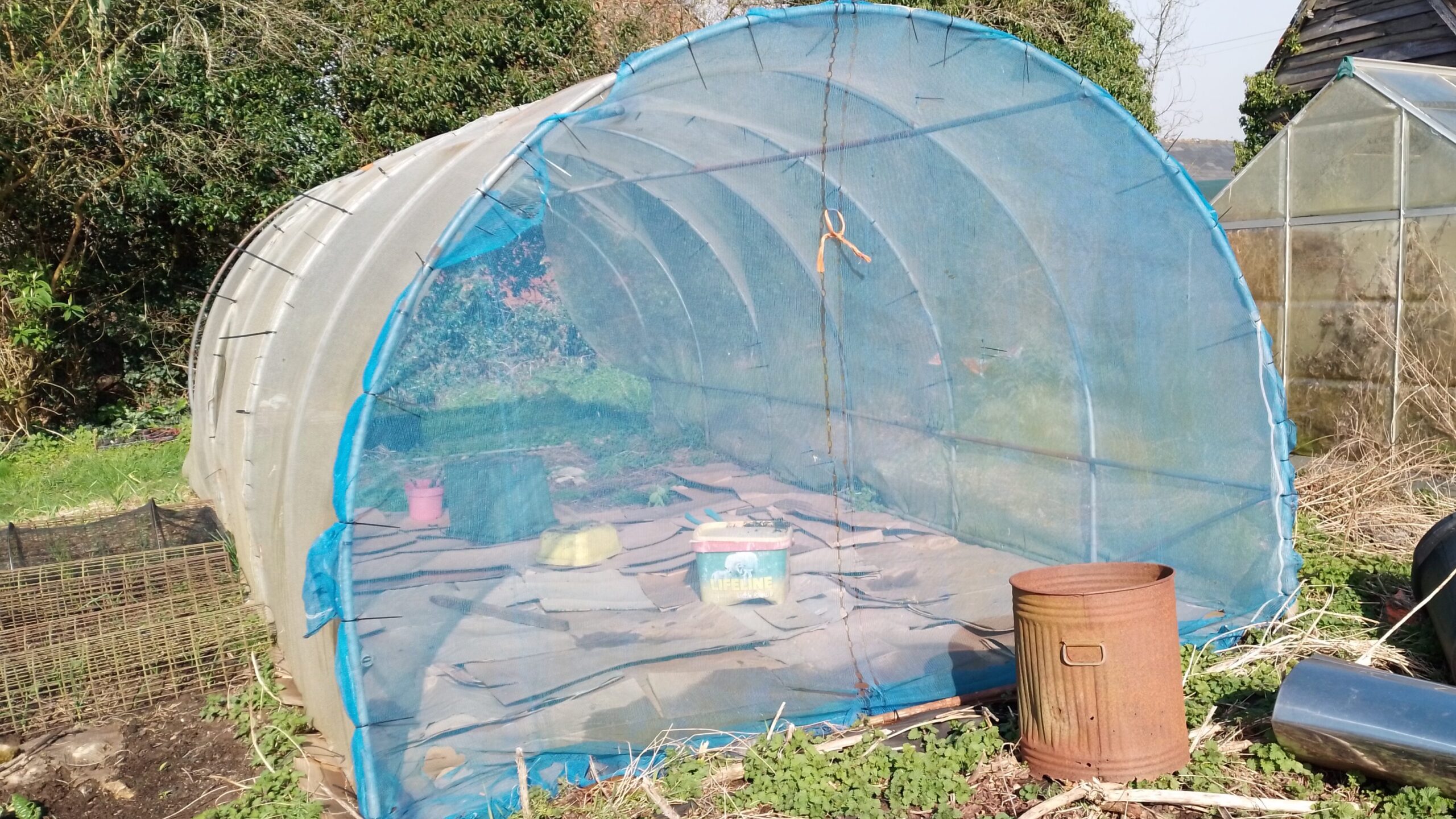 garden polytunnel with netting on to protect brassica from caterpillar damage